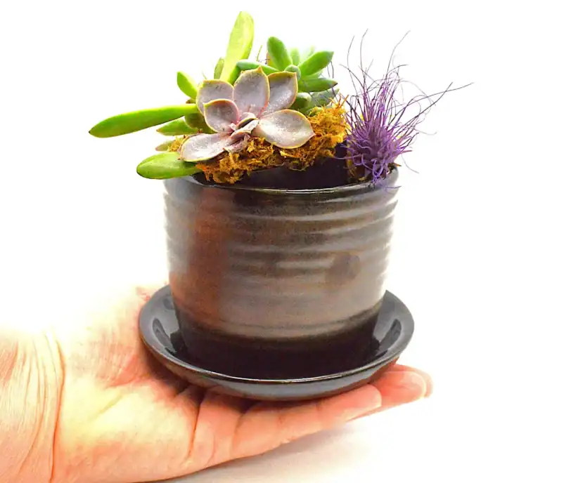 Small Bronze Ribbed Planter with Saucer