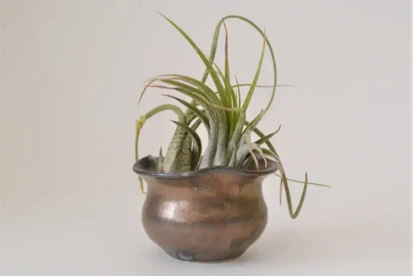 Bronze Hand-Thrown Miniature Air Plant Pot with Drainage - Image 3