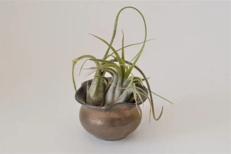 Bronze Hand-Thrown Miniature Air Plant Pot with Drainage - Image 4