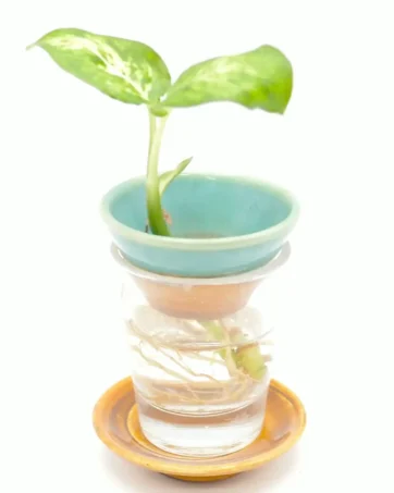 Ceramic Germination Plate, Propagation Plate, Avocado Starter Dish - Mini
