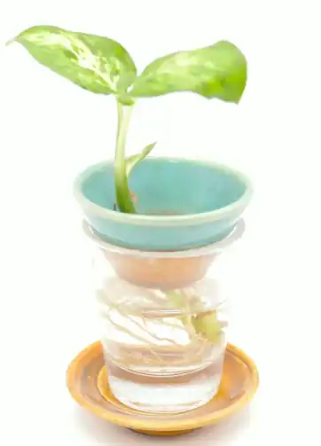 Ceramic Germination Plate, Propagation Plate, Avocado Starter Dish