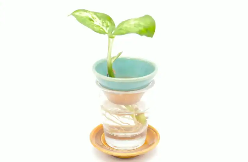 Ceramic Germination Plate, Propagation Plate, Avocado Starter Dish