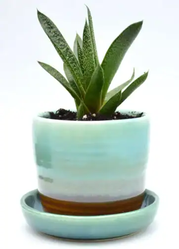 Colorful Ceramic Plant Pot with Drainage Saucer - Green and Brown